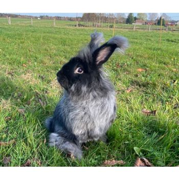 Fibre de lapin Angora