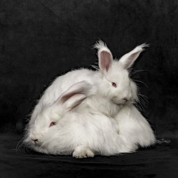 Lapins angora de l'élevage Un poil de douceur