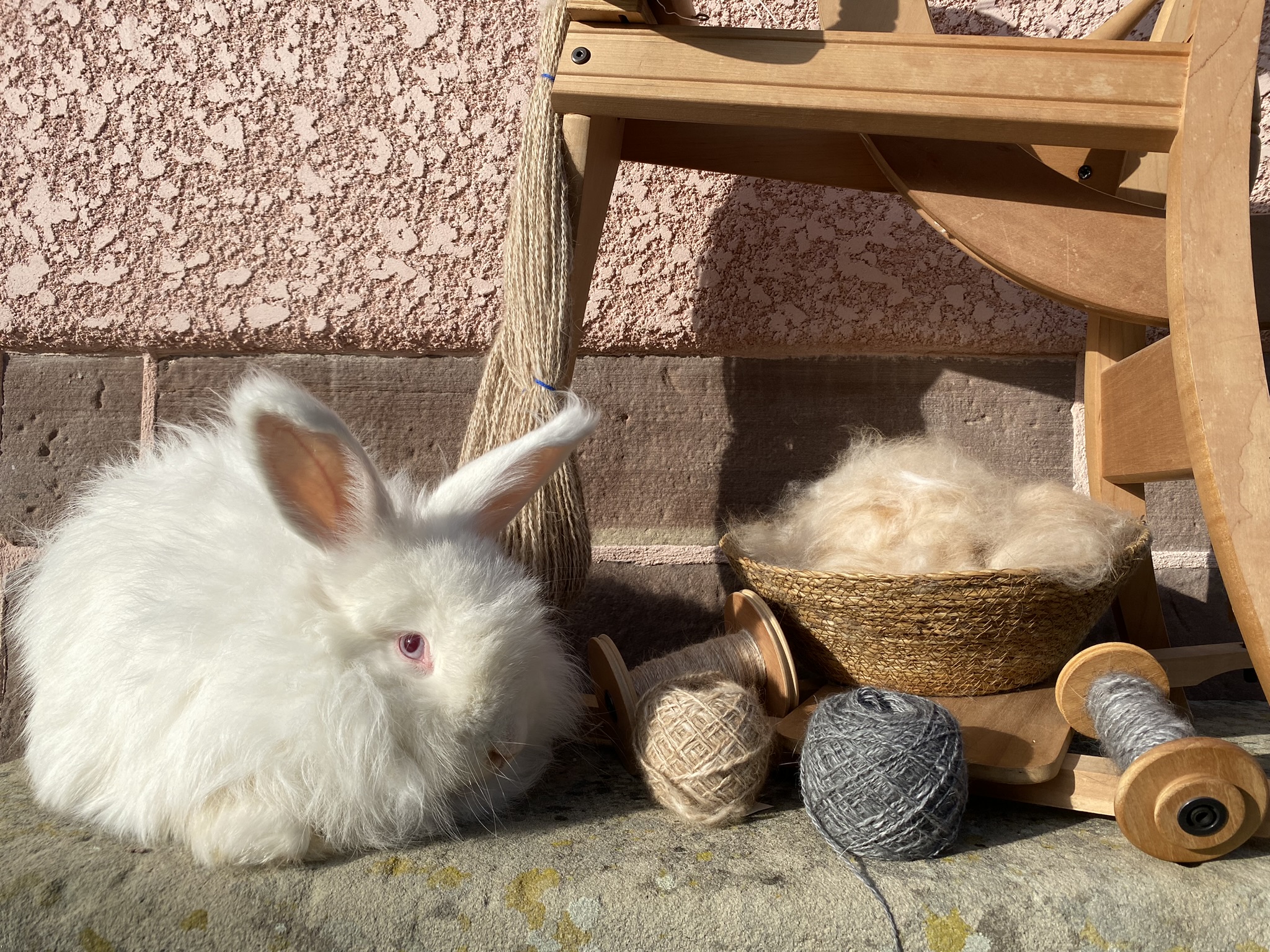 Lapins Angora et fibres chez Un Poil de Douceur